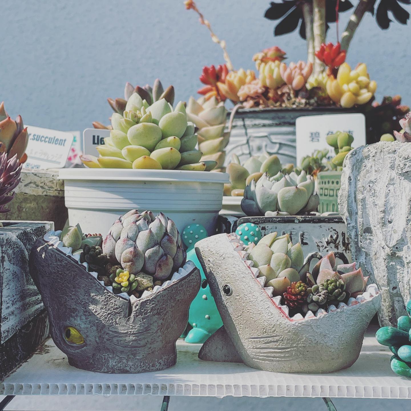 #恐竜 #サメ #多肉植物