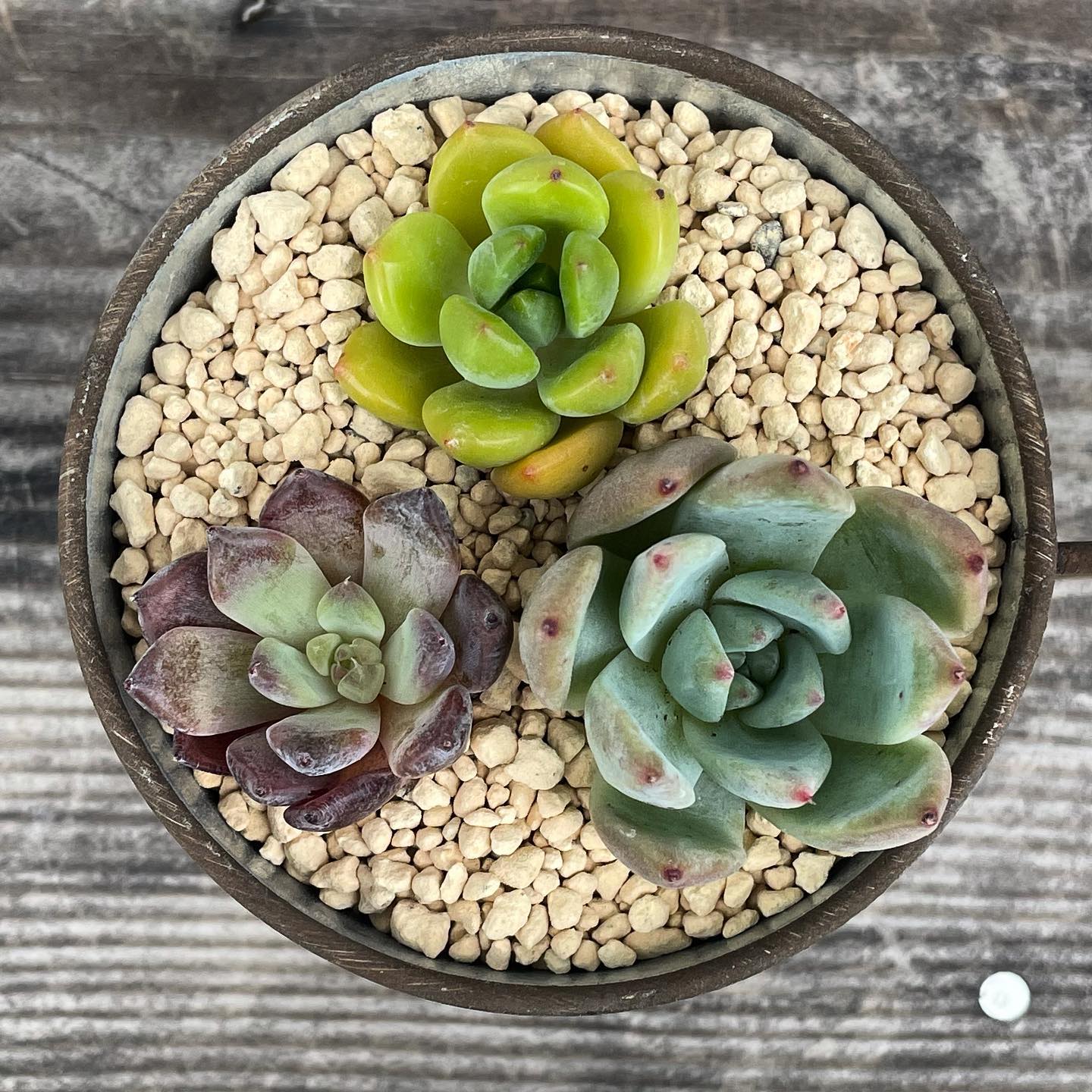 #segaresucculents さんの多肉さんが届きました