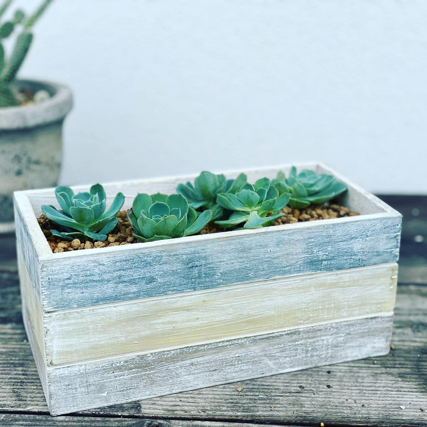 今回販売する #木プランター に植えてみました #oluolu雑貨店 #個人的趣味すぎでごめんなさい#個人的趣味雑貨店